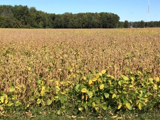 Property photo 19 - FARM AUCTION - 40+/- ACRES IN 3 TRACTS IN ST. JOSEPH CO., INDIANA